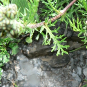 Achillea atrata subsp. halleri (Crantz) P.Fourn. (Achillée noirâtre)