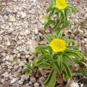 Photographie n°19328 du taxon Asteriscus aquaticus (L.) Less. [1832]