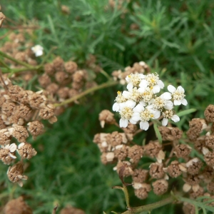 Photographie n°19332 du taxon Achillea chamaemelifolia Pourr. [1788]