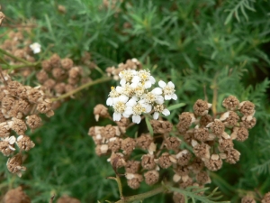 Mathieu MENAND, le 16 août 2008 (Amélie-les-Bains-Palalda)
