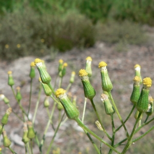 Photographie n°19335 du taxon Senecio sylvaticus L. [1753]