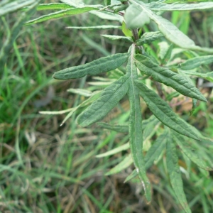 Photographie n°19336 du taxon Artemisia verlotiorum Lamotte [1877]