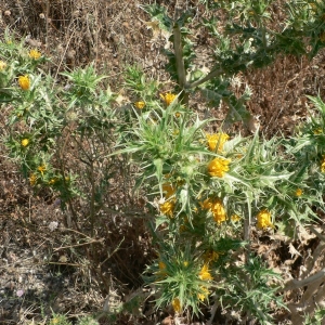 Photographie n°19359 du taxon Scolymus hispanicus L. [1753]