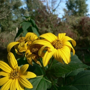 Photographie n°19361 du taxon Helianthus tuberosus L. [1753]