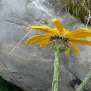 Photographie n°19363 du taxon Senecio doronicum (L.) L. [1759]