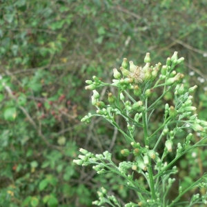 Conyza floribunda Kunth (Vergerette à fleurs nombreuses)