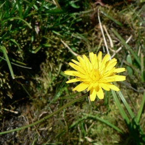 Photographie n°19368 du taxon Leontodon duboisii Sennen [1936]