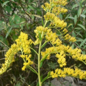 Photographie n°19369 du taxon Solidago canadensis L. [1753]