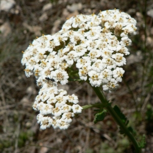 Photographie n°19384 du taxon Achillea odorata L. [1759]