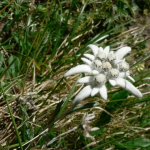 Photographie n°19387 du taxon Leontopodium alpinum Cass. [1822]