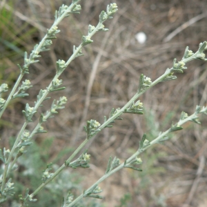 Photographie n°19396 du taxon Artemisia caerulescens subsp. gallica (Willd.) K.M.Perss. [1974]