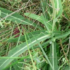 Photographie n°19402 du taxon Sonchus maritimus L. [1759]