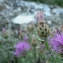  Mathieu MENAND - Centaurea maculosa Lam. [1785]