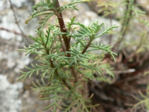 Mathieu MENAND, le 16 août 2008 (Amélie-les-Bains-Palalda)