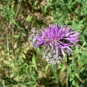 Photographie n°19411 du taxon Centaurea alpestris Hegetschw. [1839]