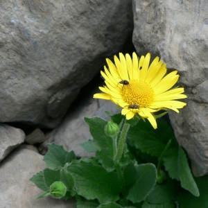 Photographie n°19413 du taxon Doronicum grandiflorum Lam. [1786]