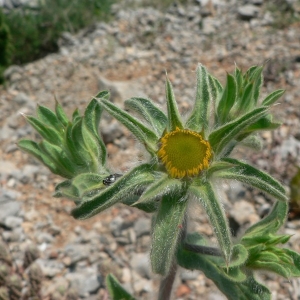 Photographie n°19426 du taxon Pallenis spinosa (L.) Cass. [1825]