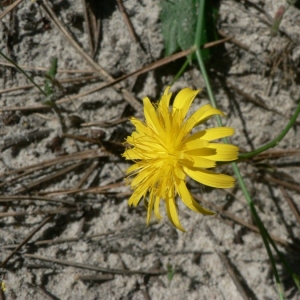 Photographie n°19430 du taxon Hypochaeris radicata L. [1753]