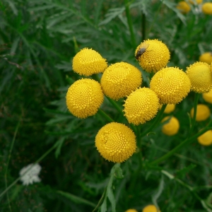 Photographie n°19432 du taxon Tanacetum vulgare L. [1753]