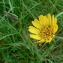  Mathieu MENAND - Tragopogon pratensis subsp. pratensis