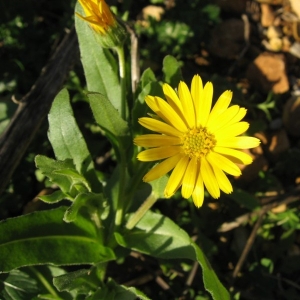 Photographie n°19450 du taxon Calendula arvensis L. [1763]