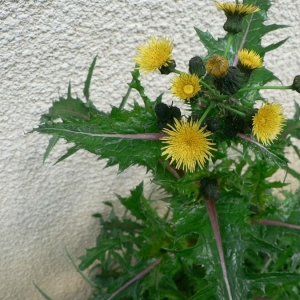 Photographie n°19453 du taxon Sonchus asper (L.) Hill [1769]