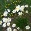  Mathieu MENAND - Leucanthemum graminifolium (L.) Lam. [1779]