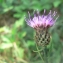  Mathieu MENAND - Centaurea jacea subsp. debeauxii (Godr. & Gren.) Douin [1923]