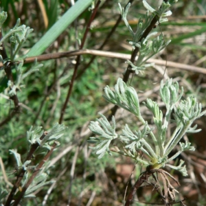 Photographie n°19467 du taxon Artemisia alba Turra [1764]