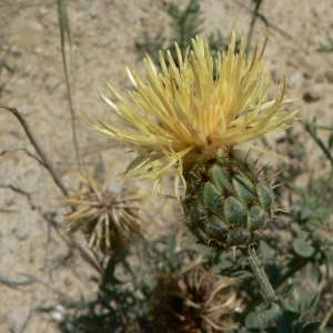 Photographie n°19469 du taxon Centaurea collina L. [1753]