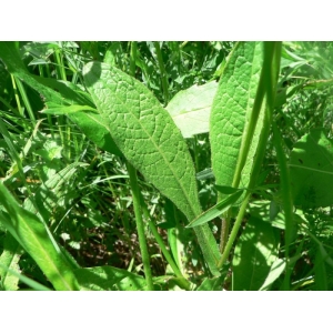 Crepis tristis Klokov (Crépide molle)