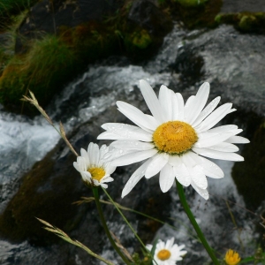  - Leucanthemum maximum (Ramond) DC. [1837]