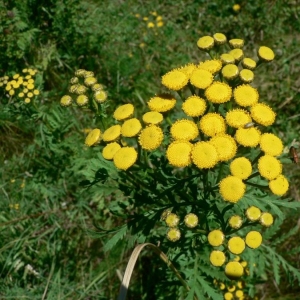 Photographie n°19482 du taxon Tanacetum vulgare L. [1753]