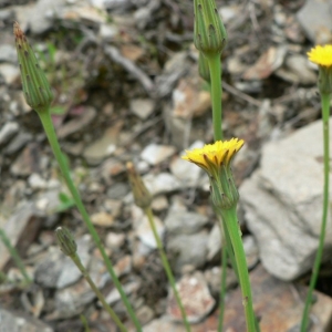 Photographie n°19486 du taxon Hypochaeris glabra L. [1753]