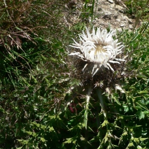 Photographie n°19492 du taxon Carlina acaulis subsp. caulescens (Lam.) Schübler & G.Martens [1834]