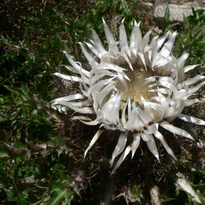 Photographie n°19493 du taxon Carlina acaulis subsp. caulescens (Lam.) Schübler & G.Martens [1834]