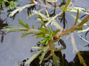 Mathieu MENAND, le 29 octobre 2010 (Saint-Nazaire)