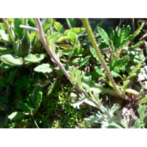 Artemisia genipi var. godronii Rouy (Genépi laineux)