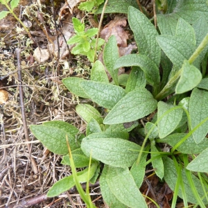 Photographie n°19513 du taxon Inula montana L. [1753]