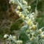  Mathieu MENAND - Artemisia absinthium L. [1753]