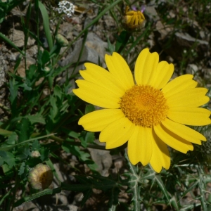 Photographie n°19520 du taxon Glebionis segetum (L.) Fourr. [1869]