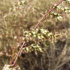 Photographie n°19526 du taxon Artemisia campestris subsp. campestris