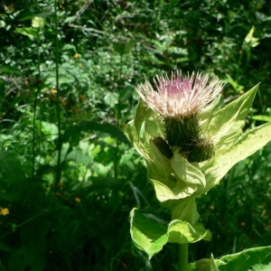 Photographie n°19529 du taxon Cirsium oleraceum (L.) Scop. [1769]