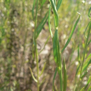  - Aster sedifolius subsp. sedifolius