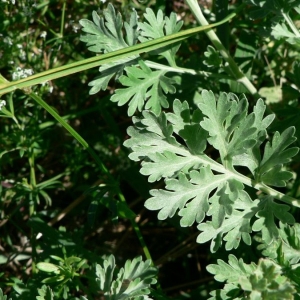 Photographie n°19563 du taxon Artemisia absinthium L. [1753]