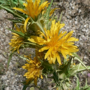 Photographie n°19571 du taxon Scolymus hispanicus L. [1753]