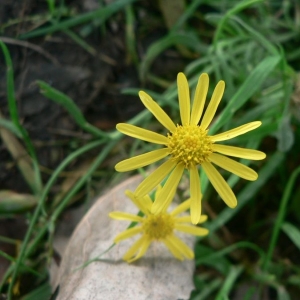 Photographie n°19574 du taxon Senecio inaequidens DC. [1838]