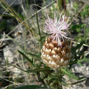 Photographie n°19577 du taxon Leuzea conifera (L.) DC. [1805]