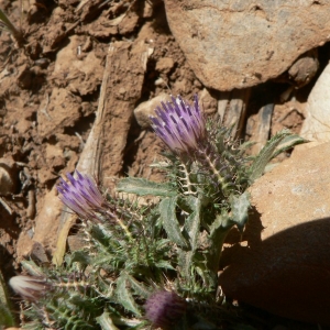 Photographie n°19579 du taxon Atractylis cancellata L. [1753]