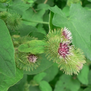 Photographie n°19584 du taxon Arctium lappa L. [1753]